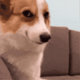 1000003644.gif