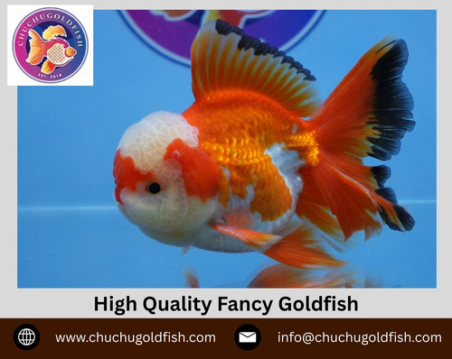 High Quality Fancy Goldfish.jpg