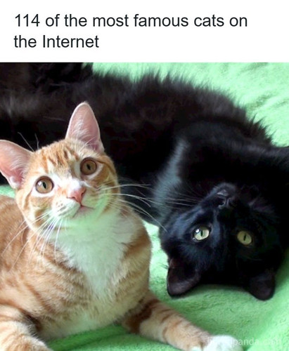 famous cats.jpg