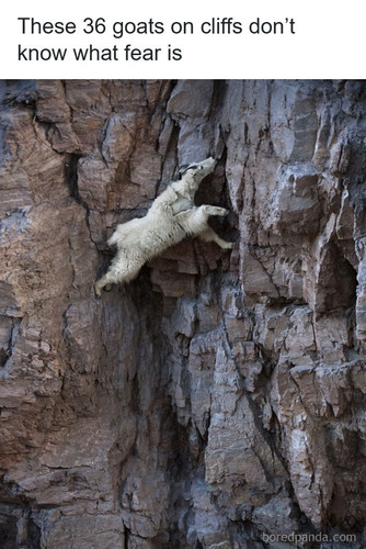 crazy mountain goats.jpg
