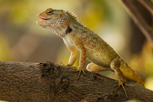 lizard 9179598 1280.jpg