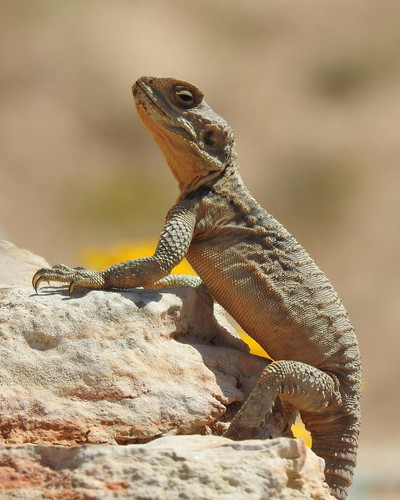 lizard 7722936 1280.jpg