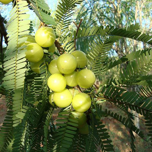 Amla Banaras 2.jpg