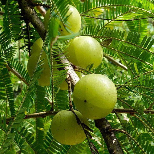 Thai Amla Plant A36 1703056665622 c24n8ydgig51l2e.jpg