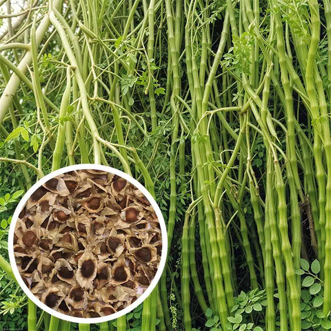 3 the nutritional value of moringa seeds in a daily diet deys original imahcznvsdzsytzn.jpg