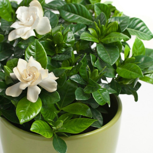 GardeniaPlant3.jpg