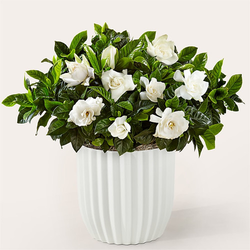 YAC10 preset proflowers mx tile wide lv old.jpg