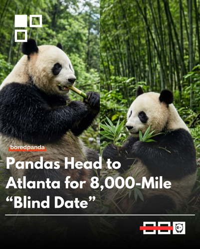pandas.png