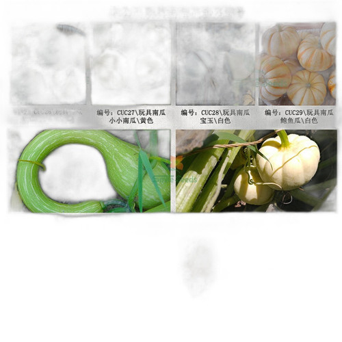 p1 image 4.jpg