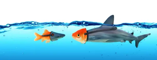 sharky.webp