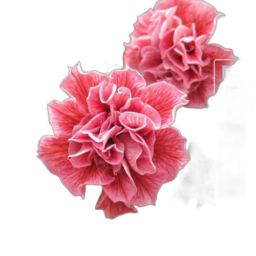 p5 image 2.jpg