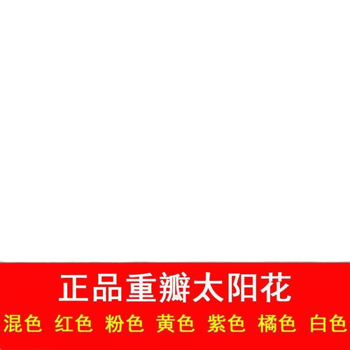 p4 image 3.jpg