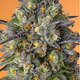 Cannabis Dispensary Quality Products | Medz DC.png