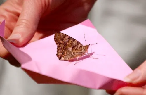 Trusted Butterfly Release Company for Special Events.png