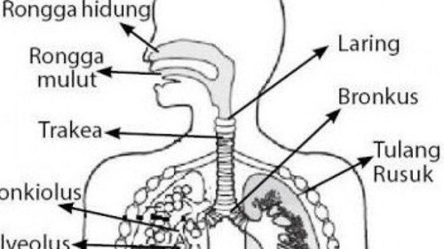 mengenal organ sistem pernapasan manusia.jpg