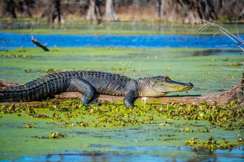buaya.jpg