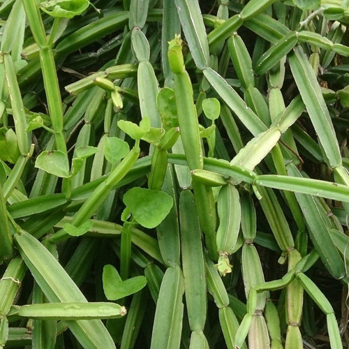 cissus quadrangularis hadjod har.jpg
