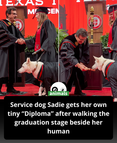 724. Texas Tech Graduate with Rare Health Condition Overwhelmed by Public Response After Service Dog.png