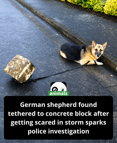 721. German Shepherd Found Tied to Concrete Block After Becoming ‘Frightened’ In Storm Reunited with.png