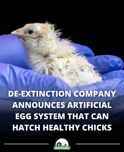 725. ‘De Extinction Company’ Announces Method to Hatch Chicks Without Eggs.png
