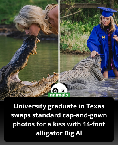 726. Kat, who has been working at Gator Country wildlife rescue in Beaumont, Texas,.png