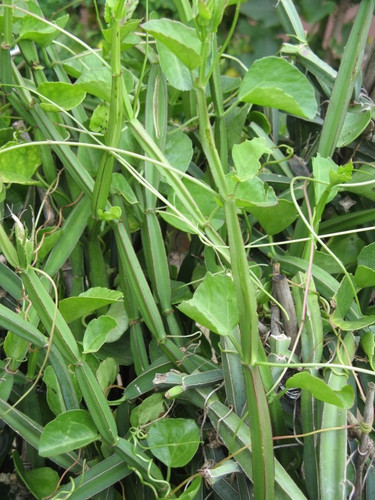wild plant ashtishrinkala.jpg