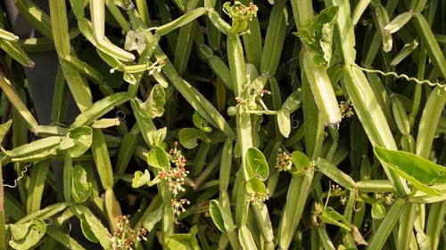 Cissus Quadrangularis Leaves and.jpg