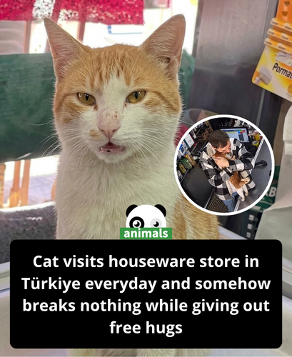 722. Turkish Cat Goes Viral For Visiting The Same Housewares Store Every Day To Hug Shopkeeper.png