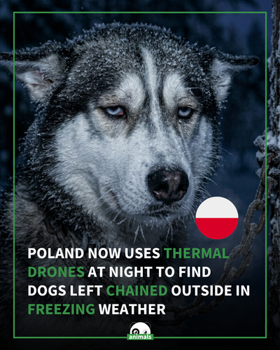 723. Poland has begun using thermal imaging drones at night to locate dogs left chained outdoors.png