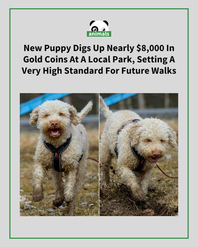 727. New Puppy Takes First Walk and Digs Up Hidden Gold Coins Worth Nearly $8,000.png