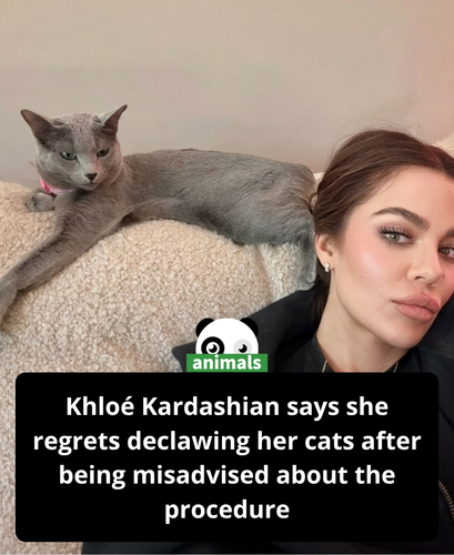 730. Khloé Kardashian Says She Was ‘Misadvised’ About Getting Her Cats Declawed and Regrets Taking .png