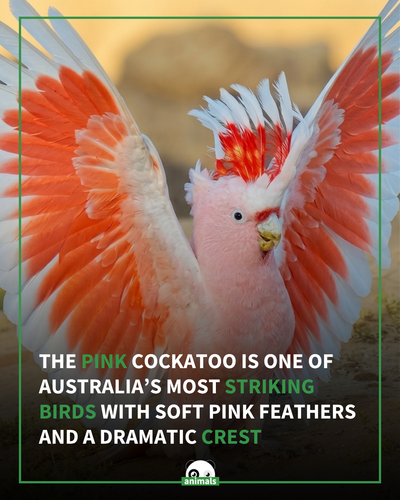 731. The Pink Cockatoo, also known as Major Mitchell’s Cockatoo, lives across the dry inland regions.png