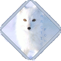 arctic fox out on the pack ice steven j kazlowski ghg.gif
