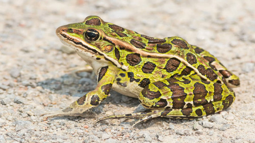 katak.jpg