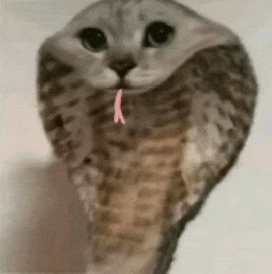 snake.gif