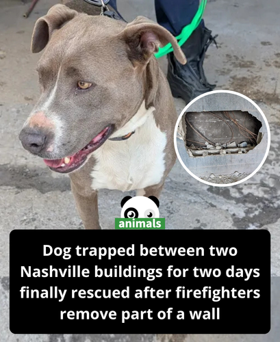 710. Firefighters Rescue Dog Trapped for 2 Days Between Nashville Buildings.png
