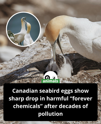 719. Sharp drop in ‘forever chemicals’ in seabird eggs hailed as win for regulation.png