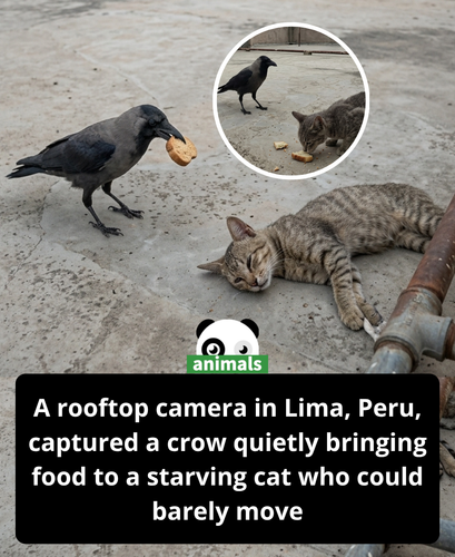 716. A roof surveillance camera in Lima, Peru has captured an incredible moment of unexpected compas.png