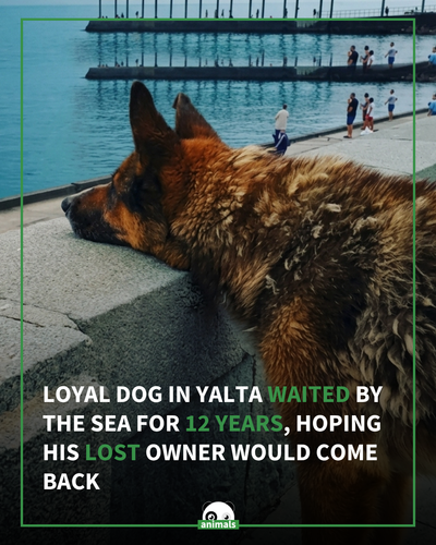 717. Mukhtar became known as the “Crimean Hachiko” after spending years waiting along the waterfront.png
