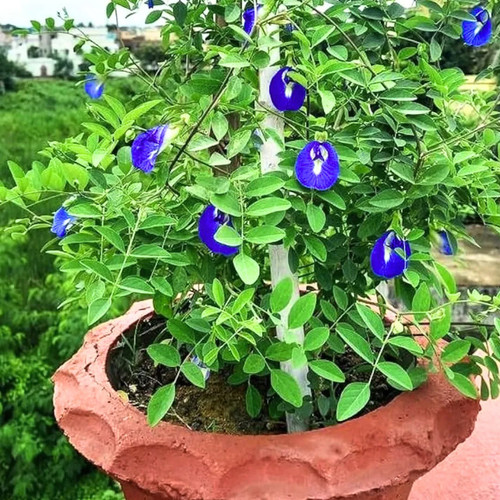 Aparajita Blue Plant 3.jpg