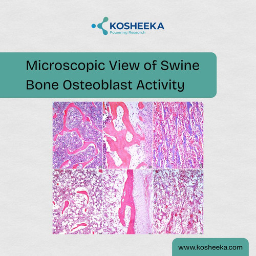 Microscopic View of Swine Bone Osteoblast Activity.jpg