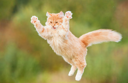 Cat 1 gigapixel recover v3 6x.png