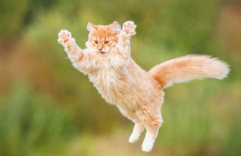 Cat 1.png