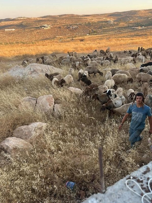 صورة الخبر