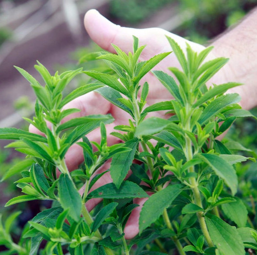 everything stevia blog stevia rebaundiana plant.jpg