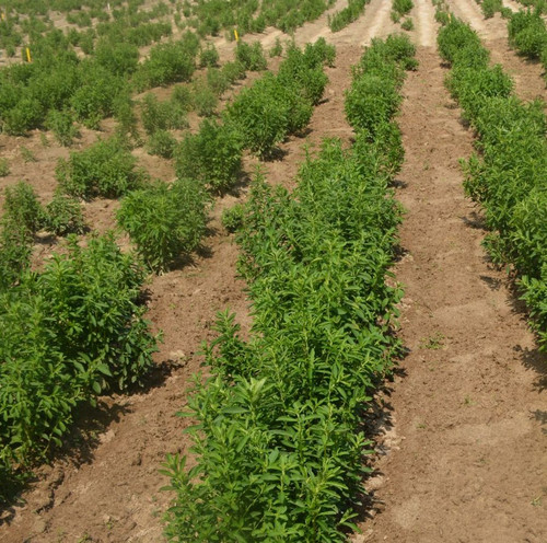 Stevia Rocky Mount NC 0.jpg