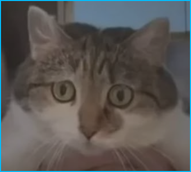 97695c34b2ae.png