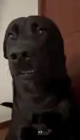 tiktok dog awkward dog.webp