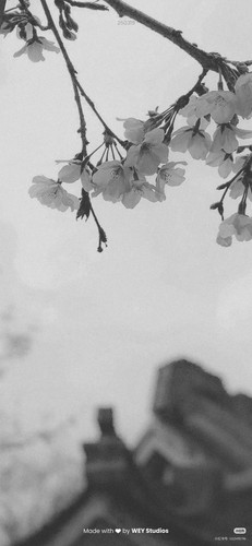 Camera 1040g3k031f6opsgpmq205otg89d9t7vn7mf6n10.jpg