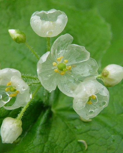 transparent skeleton flowers in rain diphylleia grayi 16.jpg
